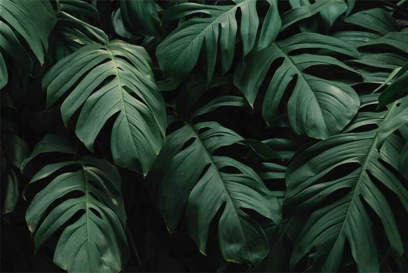 A Houseplant Icon: History of Monstera
