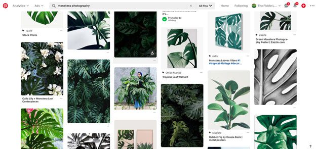 Wonder what the difference between a monstera and a split-leaf philodendron is? Click to read the key differences behind these simliar indoor houseplants. 