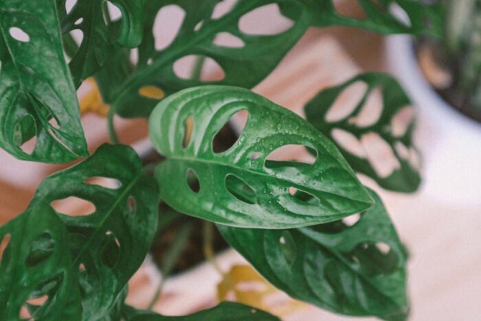 Monstera varieties - Monstera Resource Center