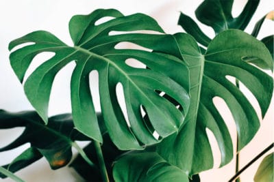 The Ultimate Guide to Monstera Varieties - Monstera Plant Resource