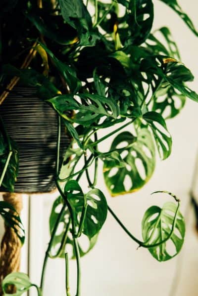 The Ultimate Guide to Monstera Varieties - Monstera Plant Resource