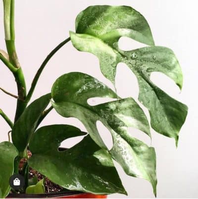 The Ultimate Guide to Monstera Varieties - Monstera Plant Resource