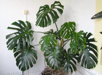 The Best Fertilizer for Monstera Deliciosa