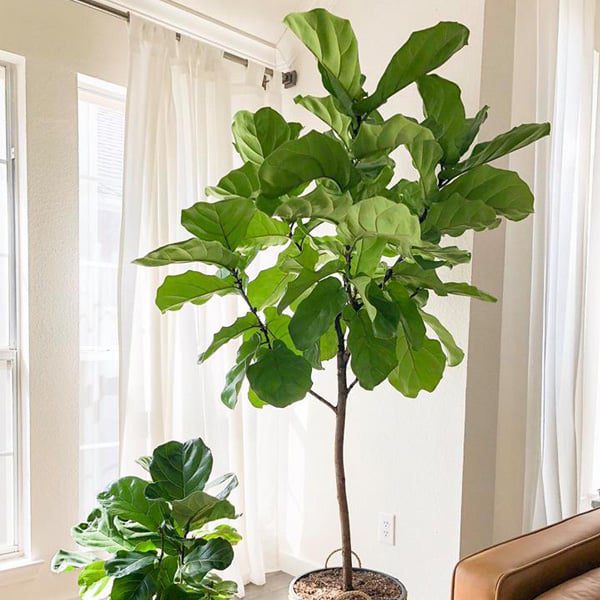 Fiddle Leaf Fig Plant