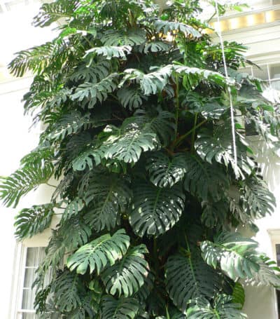 How Much Light Does a Monstera Need? - Monstera Resource Center