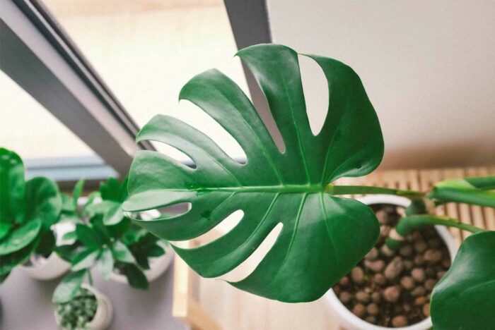 What to Do if Your Monstera Leaves Won’t Split