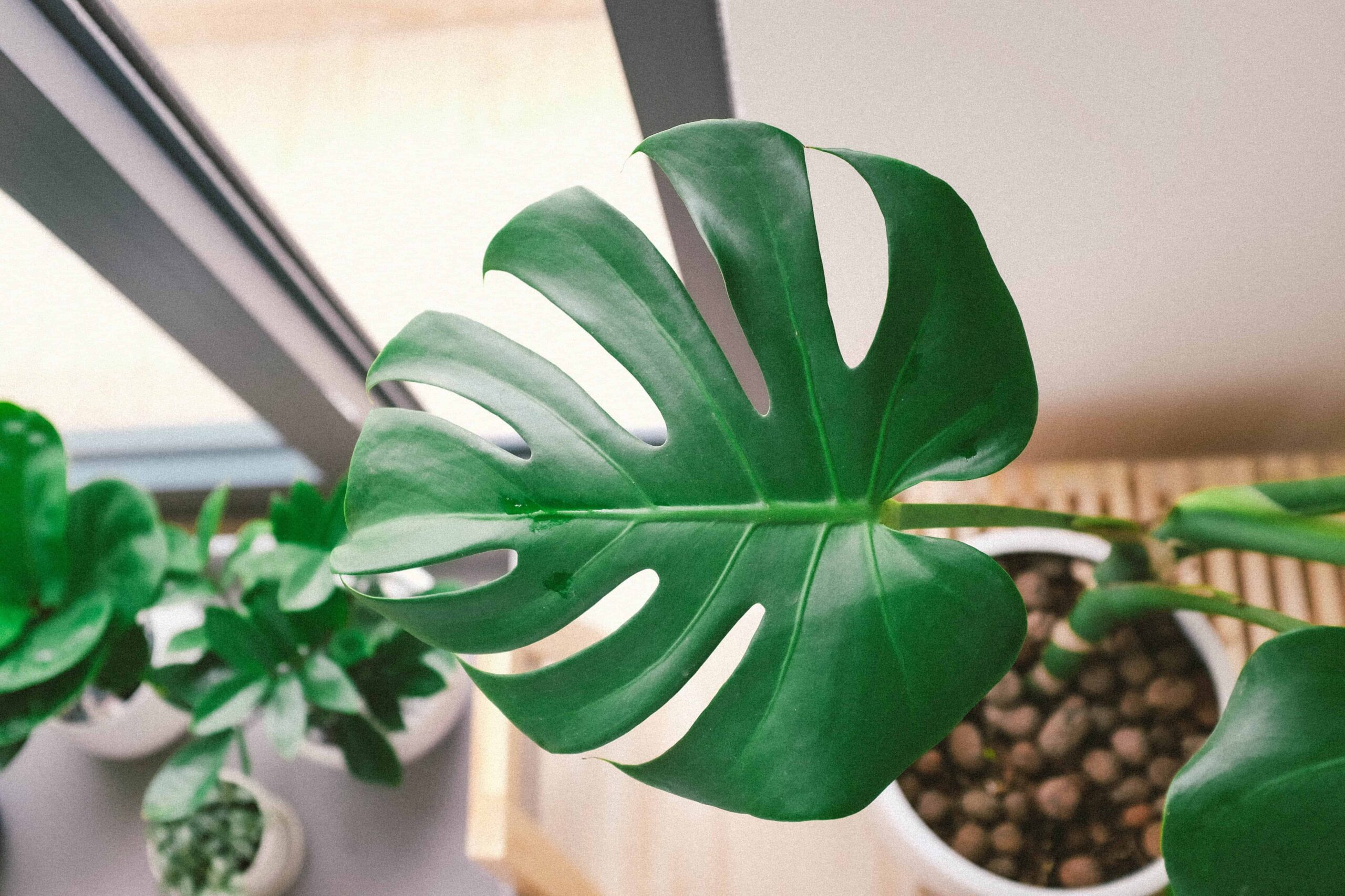 The best part of monsteras are those beautiful leaves and characteristic holes! But here's what to do if your monstera leaves won't split.