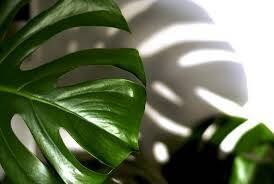 How Much Light Does a Monstera Need? - Monstera Resource Center