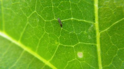 How to Get Insects OFF Your Monstera - Monstera Plant Resource