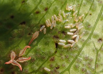 How to Get Insects OFF Your Monstera - Monstera Plant Resource