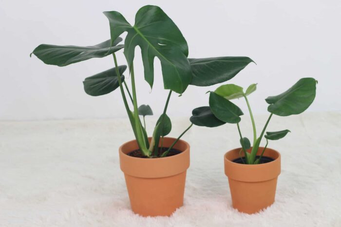 Your Monstera needs more light if it's growing slowly