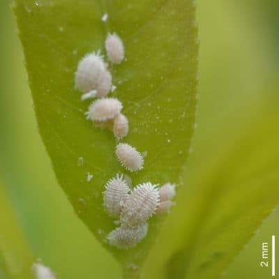 tiny white bugs on indoor plants