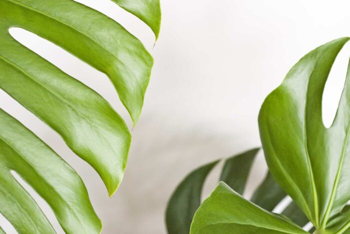 What's wrong with my monstera? - Monstera Resource Center