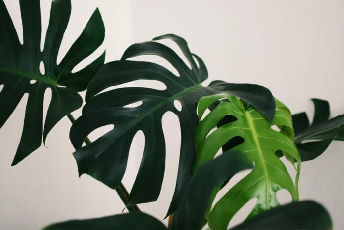 4 Signs Your Monstera Needs More Light - Monstera Plant Resource Center