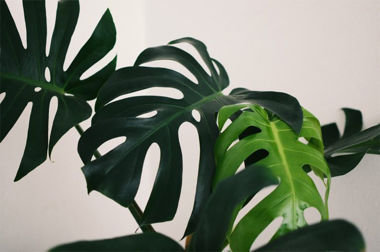 4 Signs Your Monstera Needs More Light - Monstera Plant Resource Center