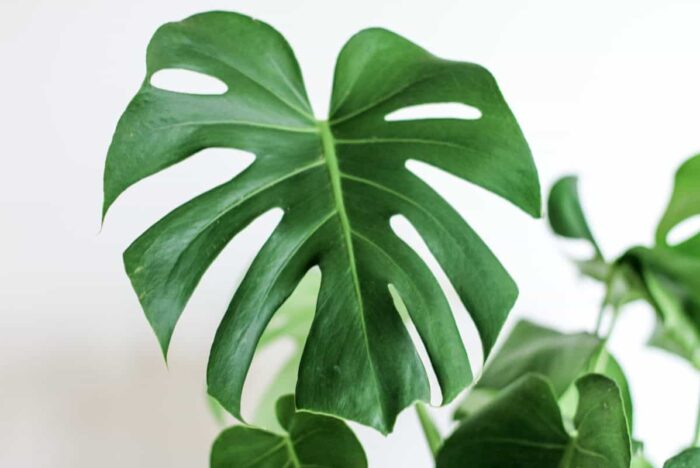 Is your plant suffering from root rot? Click to watch a video and learn more about our root rot treatment. Rid your monstera plant of root rot today.