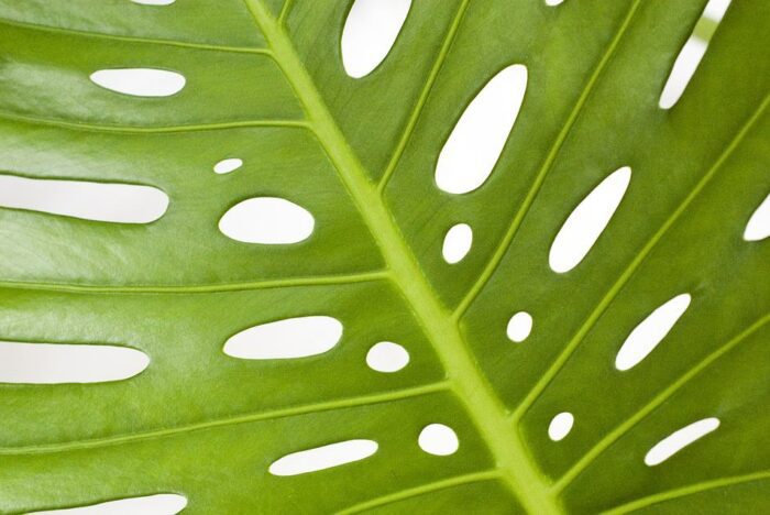4 Signs Your Monstera is Overwatered