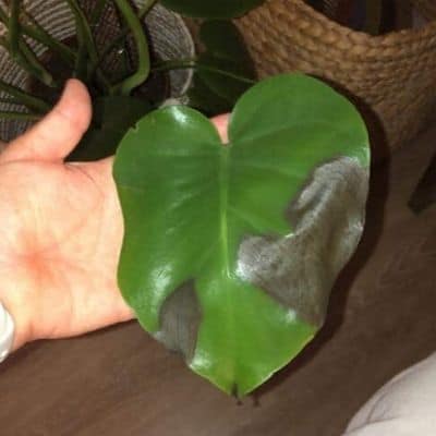 4 Signs Your Monstera Is Over-Watered - Monstera Resource Center