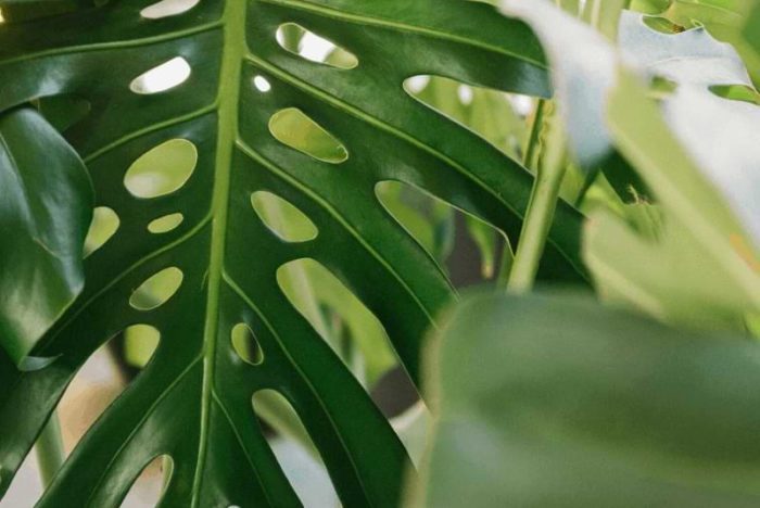 Monstera Plant Food Featured Image