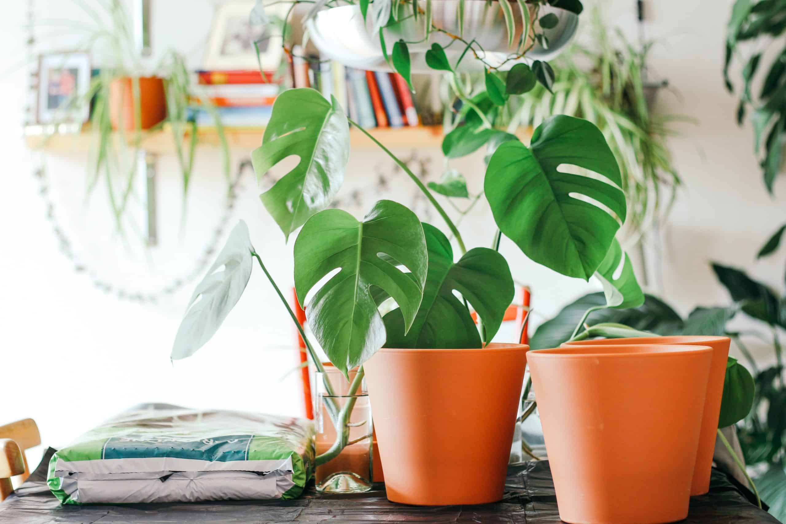 The Ultimate Gift Guide for Monstera Lovers