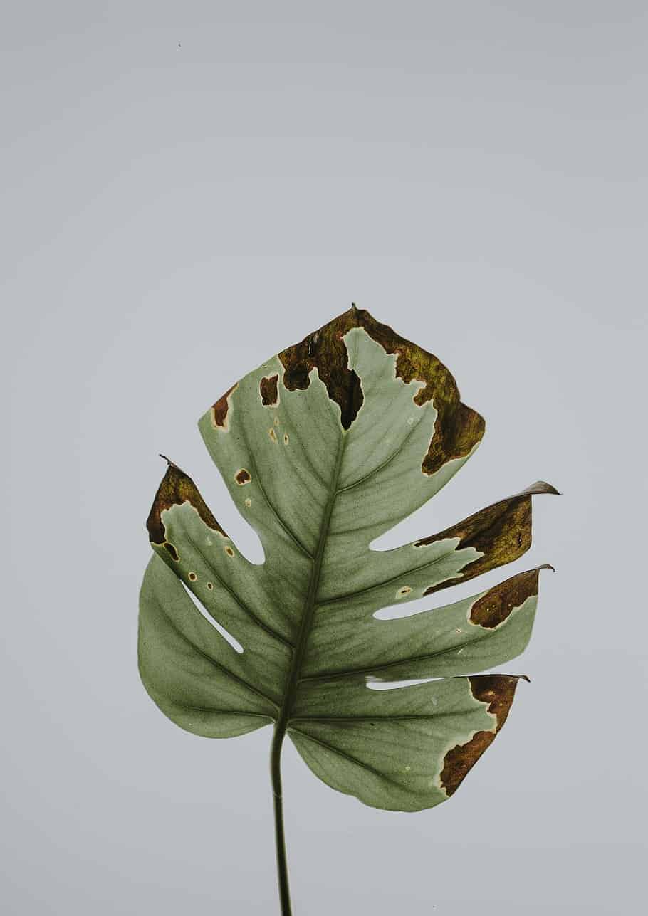 Leaf Plant Diseased Monstera