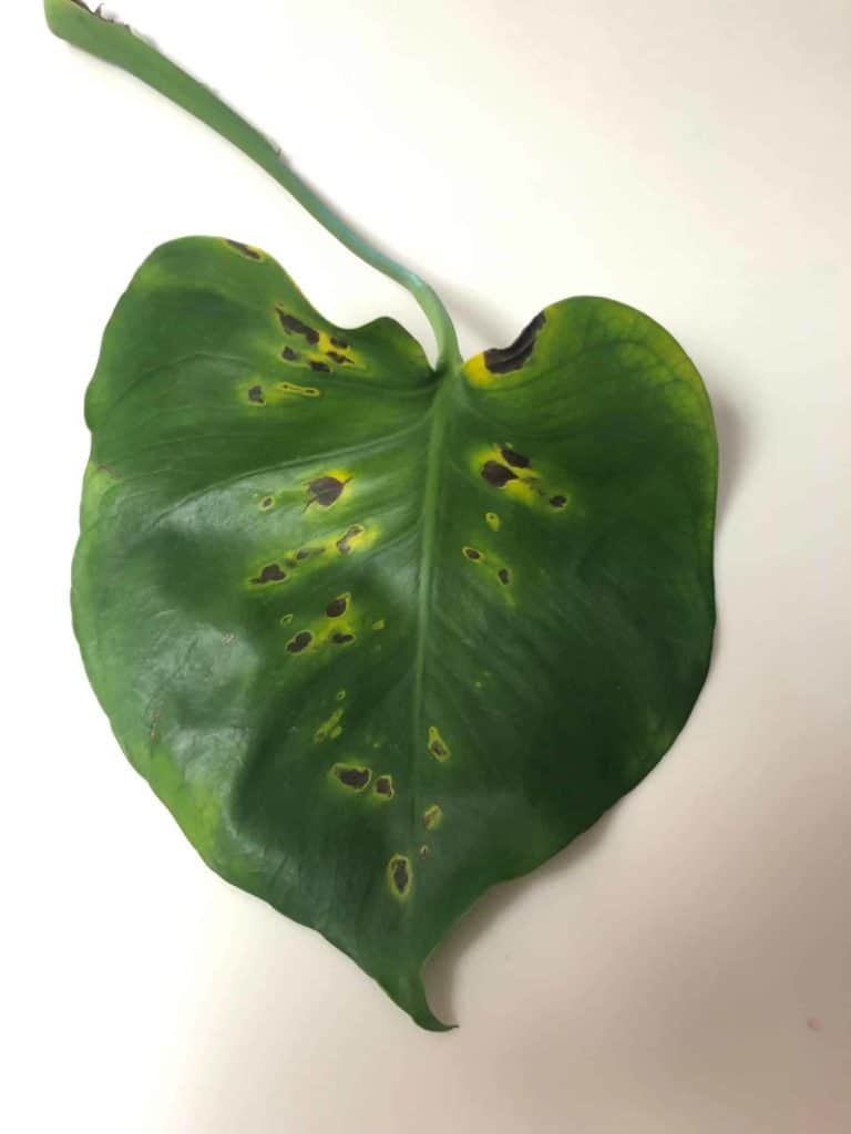 How to Diagnose and Treat Root Rot in Monsteras - Monstera Resource Center