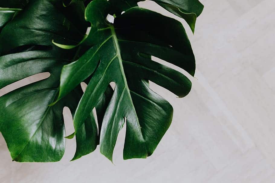 Your Guide to Monstera Plant Care (and Where to Buy Your First Monstera) - Monstera Plant Resource Center