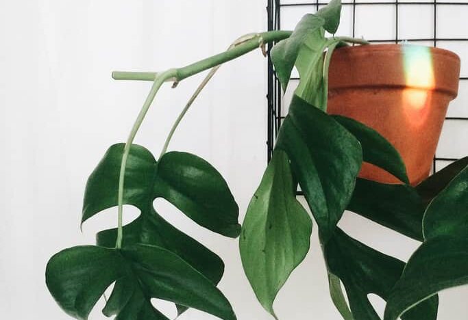 Mini Monstera Care Tips - The Newest Monstera Trend? - Monstera Plant Resource Center