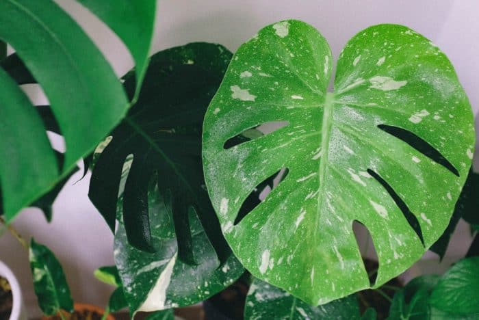 The Ultimate Guide to Monstera Leaf Care - Monstera Plant Resource