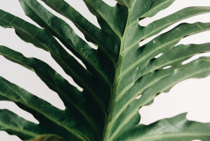 How to Care for a Split Leaf Philodendron - Monstera Plant Resource Center