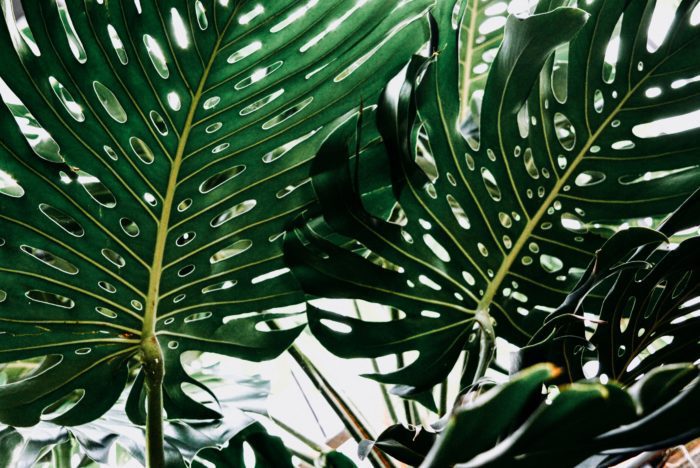 The Easy Way to Protect Your Monstera’s Leaves - Monstera Resource Center