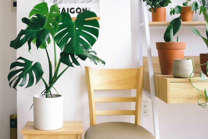 photo of swiss cheese plant beside chair