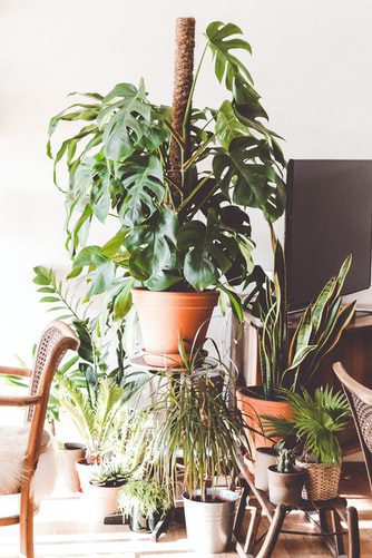 Using Indoor Plant Supports with Monstera Plants - Monstera Resource Center