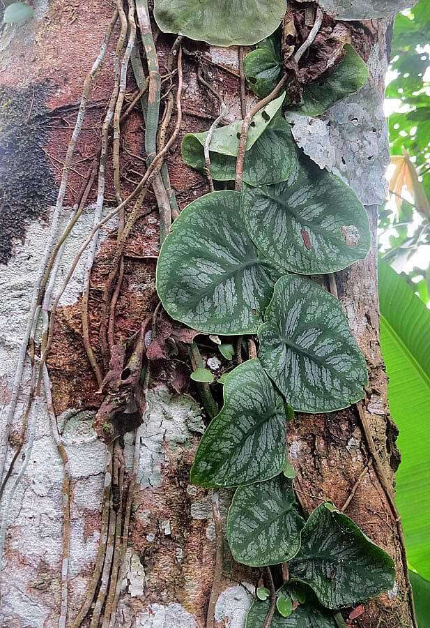 Monstera dubia is a more rare—but incredible—monstera variety to add to your collection! Here are our tips for buying and caring for this incredible plant.