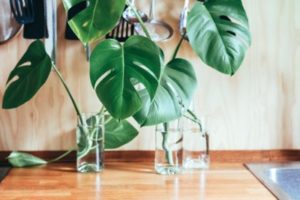 How to Propagate Monstera Plant Cuttings