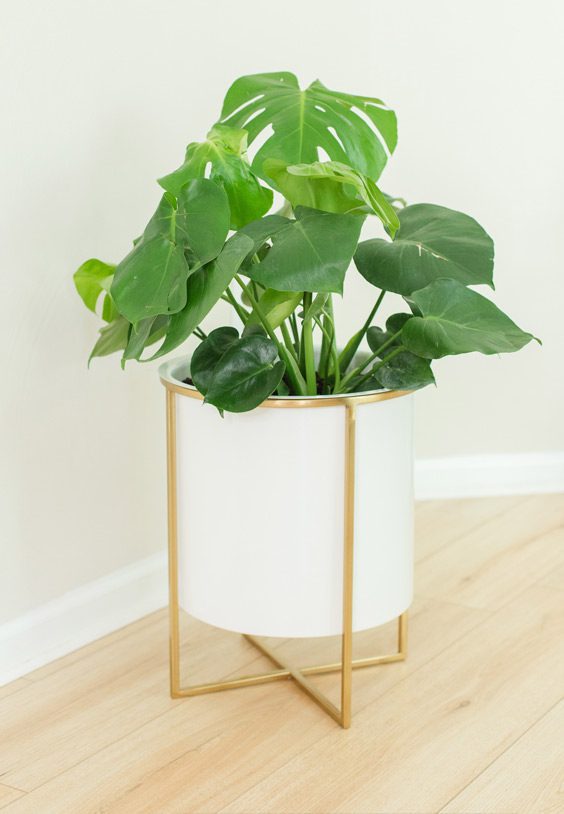 Monstera Plant