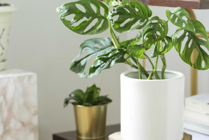 Monstera plants on Instagram are really popular. Learn more about caring for your monstera plant by following these top monstera plant Instagram accounts.