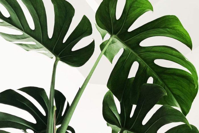 should you bottom water a monstera?