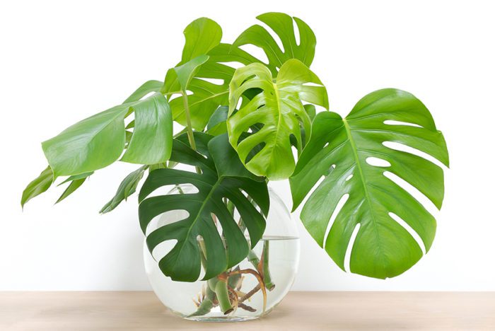 How to Grow Monstera Plants with Hydroponics