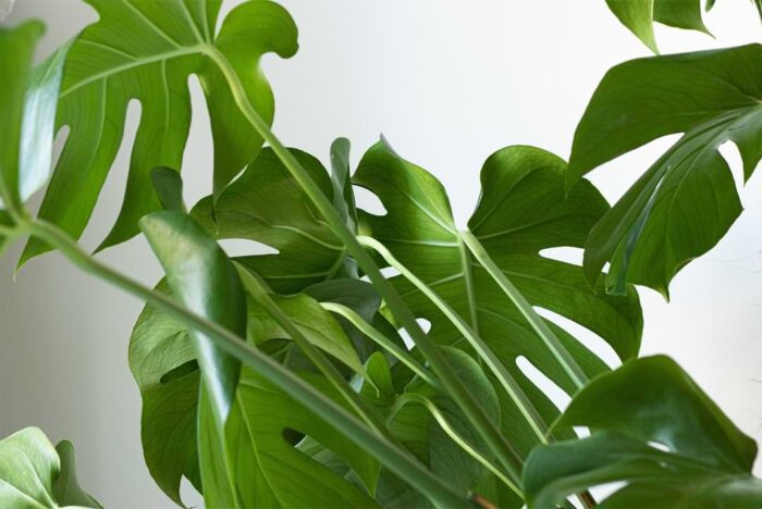 Monstera Guttation