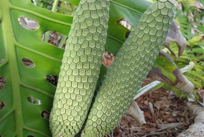 What to Do With Monstera Fruit: How to Prepare Mexican Breadfruit