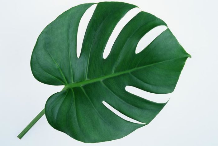 5 Signs Your Monstera is Underwatered