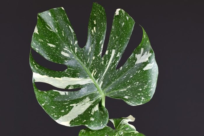 How to Buy and Care for a Thai Constellation Monstera