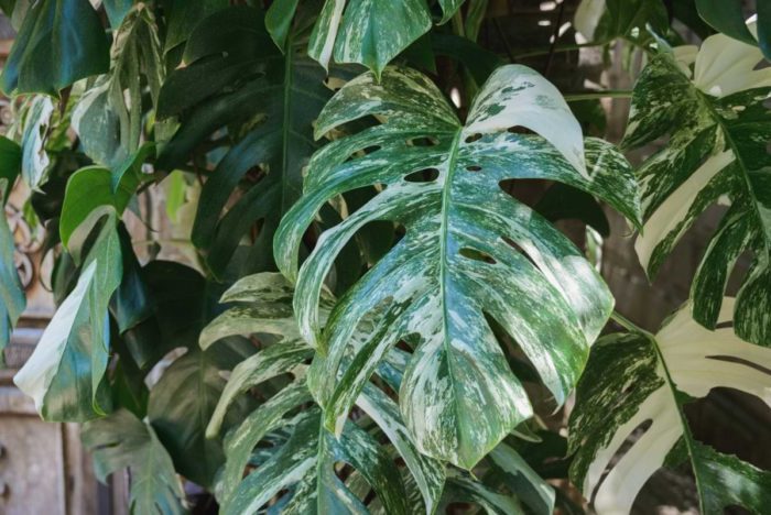 If you’ve been a monstera fan for a while, you’ve probably seen stunning variegated monstera varieties on Instagram, Pinterest, and other social media. And if you’re anything like us, you’re probably in love with them!
