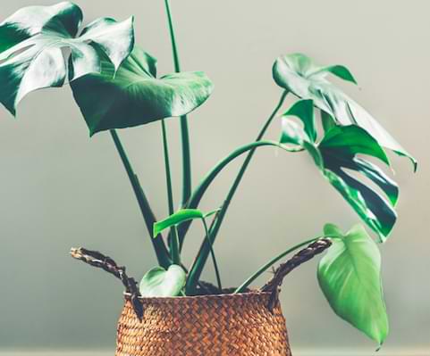 Top Tips for Moving With Your Monstera Plant