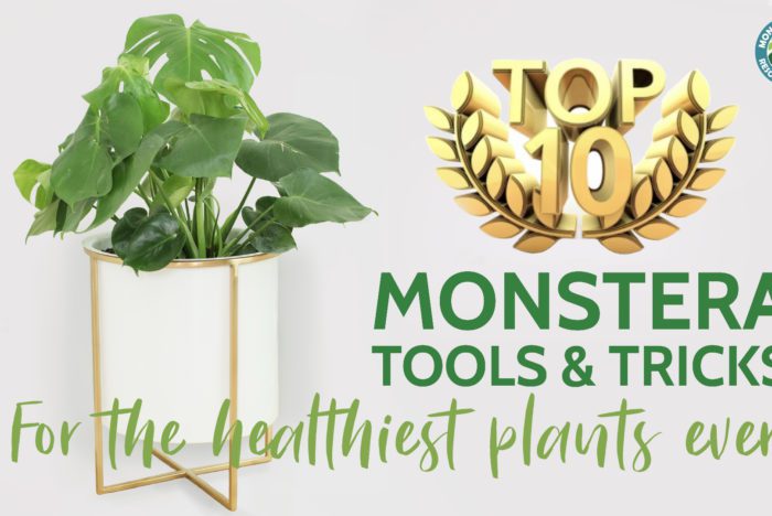 top 10 monstera products
