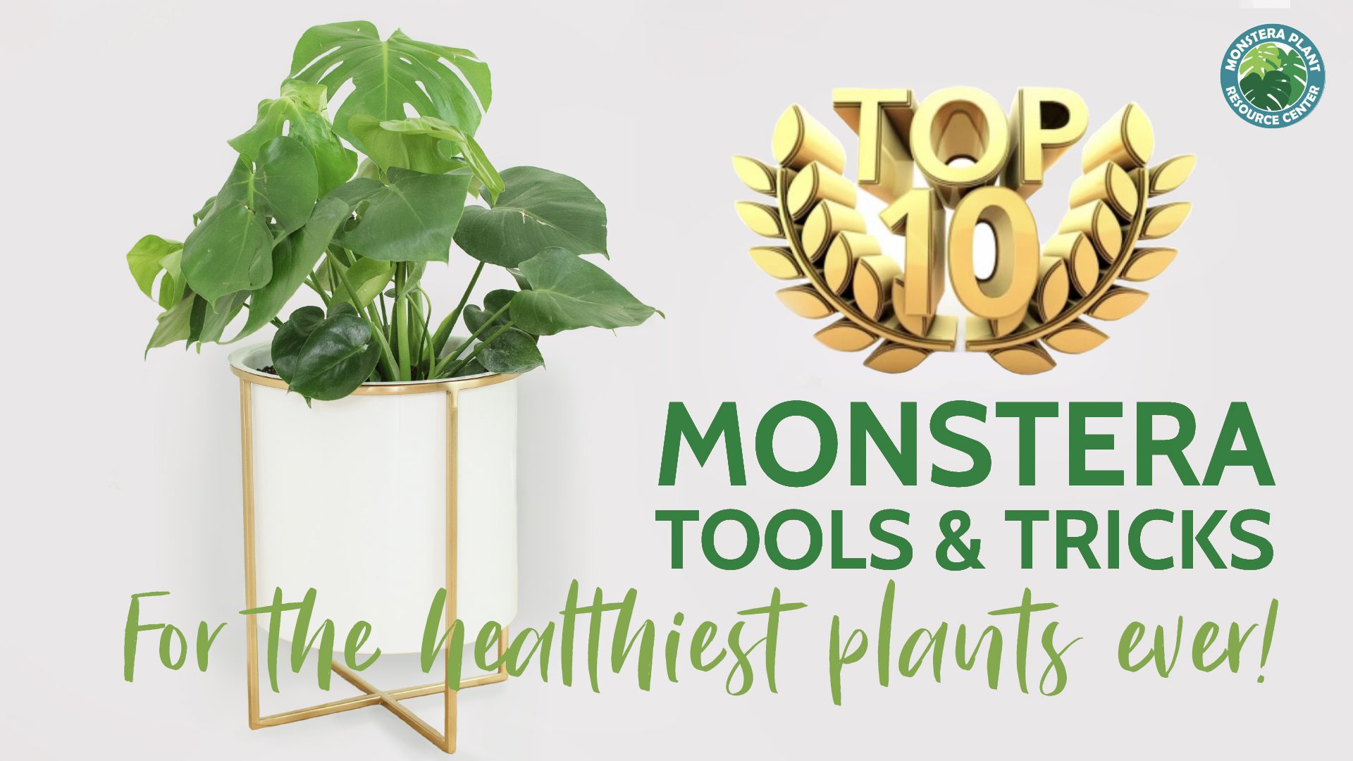 top 10 monstera products