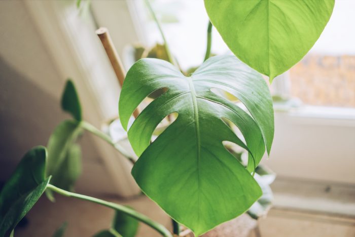 The Only Hurricane Plant Care Guide You’ll Ever Need