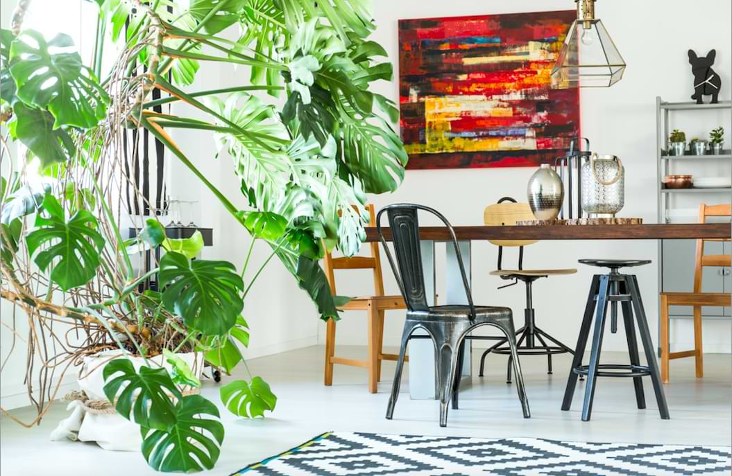 4 Secrets to Growing a Healthy Monstera