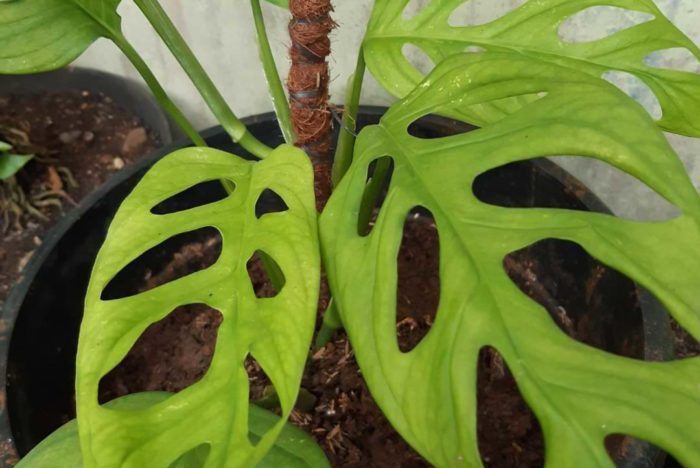 One of the most common issues monstera owners run into is their monstera leaves turning yellow. Luckily, this is a pretty easy issue to fix, especially if you catch it early.